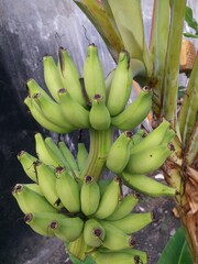 banana tree