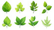 © thachakrit - Vector set of green leaf icons for environmental labels, neatly designed on a transparent background