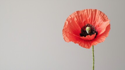Poster - Stunning Red Poppy Flower Against a Minimalist Background for Nature Lovers