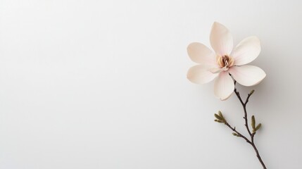 Poster - Delicate Pink Magnolia Flower on a Minimalist White Background A Symbol of Beauty and Grace