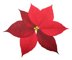 Wall Mural - png poinsettia flower petal plant.
