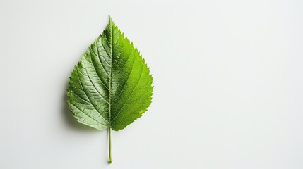 A single green leaf on a white background.