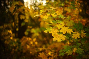 Autumn yellow and green maple leaves on a branch in the sunny forest