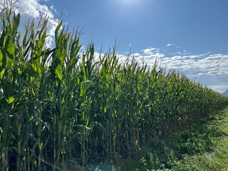 corn field against sky