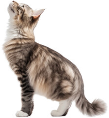 Fluffy Maine Coon cat standing gracefully, looking upwards with curiosity