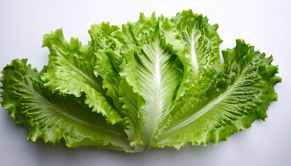 Lettuce, isolated on a clean white background