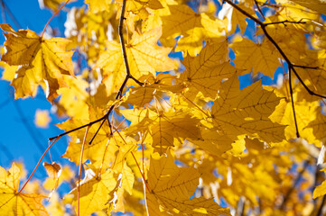 A close-up of vibrant yellow maple leaves with a blue sky background, showcasing nature's beauty in autumn