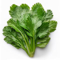 mustard greens, isolated on a clean white background