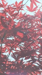 Wall Mural - vertical video, red maple foliage in morning sunlight on blue sky background. natural autumn backgro