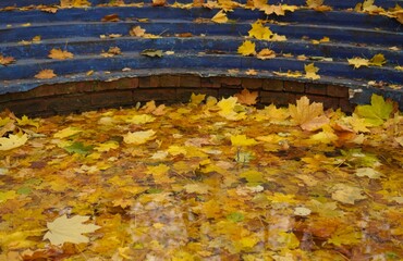 Poster - fallen yellow maple leaves float in the water of the fountain with a blue bowl in the city park in the golden autumn