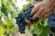 © Tetiana - Generative AI image of hands holding fresh grapes in vineyard