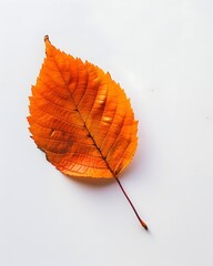 Canvas Print - Vibrant Orange Autumn Leaf on White Background Representing Seasonal Change