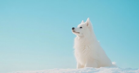 The photograph depicts a happy white Samoyed sitting on the snow in the park, with blank copy space for a caption or advertisement.