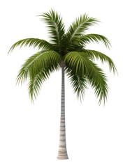 Wall Mural - PNG Palm tree plant white background tranquility.