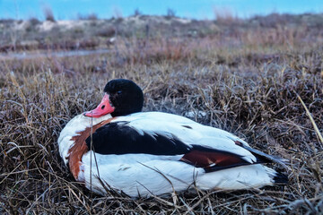 The appearance and incorrect movements of shelduck (Tadorna tadorna) sick with avian flu. Accurate registration of avian influenza patients on Lake Sivash in Crimea in 2022 and 2022