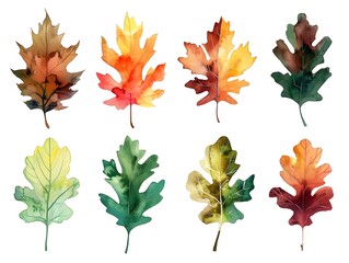 Sticker - Vibrant Watercolor Oak Leaves in Autumn Gradient   Seasonal Nature Foliage on White Background