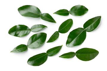 Poster - Fresh green kaffir lime leaves isolated on white background close up