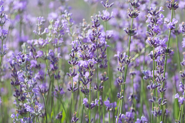 Wall Mural - Purple violet color lavender flower field closeup background