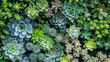 © Natalia Klenova - Vibrant succulent arrangement in vertical garden design