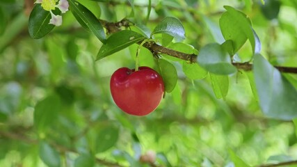 Sticker - red cherry