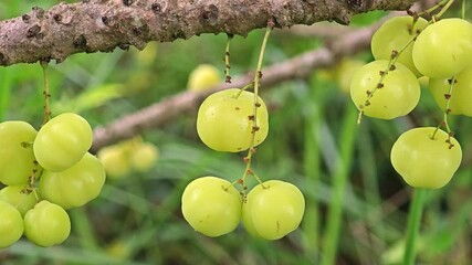 Poster - star gooseberry