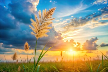 Grass flower in front of blue sky and clouds at sunset