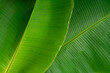 © pernsanitfoto - Tropical banana leaf texture, green nature background