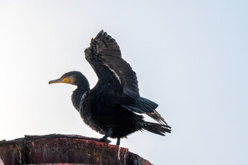 Wall Mural - close up portrait of cormorant phalacrocorax carbo  drying off wings