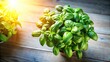 © Chanchai - Aerial view of sunlight on fresh basil in kitchen