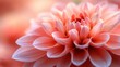 © Vibrant Visions Pixe - Closeup of Delicate Pink Flower Petals with Soft Blurred Background