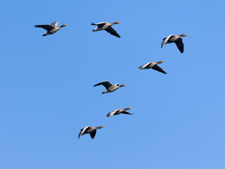 Wall Mural - Greylag geese, Anser anser