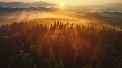 Poster - The sun is shining through the trees, casting a warm glow over the forest