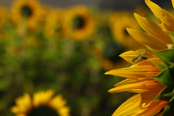 sunflower field rural landscape