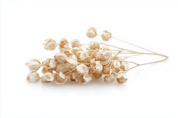 Buckwheat isolated on white background, full depth of field 