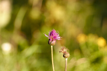 summer flowers wild bumble bee sunny colorful peaceful cottage life pink purple green 