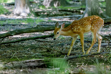Wall Mural - fawn white-tailed deer in the forest