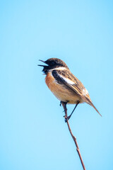 Wall Mural - Male Stonechat, Saxicola rubicola, bird singing