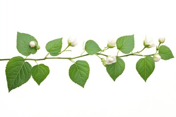 Poster - A branch with white flowers and green leaves