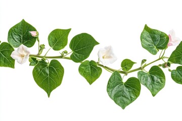 Poster - A plant with white flowers and green leaves