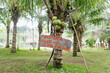 © Mal de Ojo Studio/Stocksy - Prohibitory Sign on Coconut Tree
