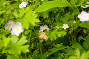 Bee on a flower