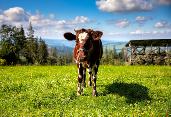 Peacefully grazing cow in hilly farm in summer