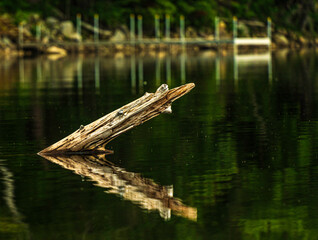 Log Sticking Out Of Water On Smooth Lake