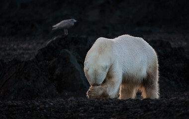 Wall Mural - polar bear at black pebble beach in svalbard