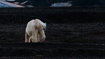 Wall Mural - polar bear at black pebble beach in svalbard