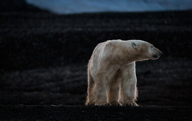 Wall Mural - polar bear at black pebble beach in svalbard