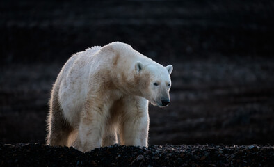 Wall Mural - polar bear at black pebble beach in svalbard