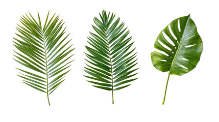 Poster - Tropical Palm Tree Leaves on White Background Generative AI
