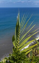 Wall Mural - Reed plants near the coast of Madeira.