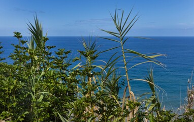 Wall Mural - Reed plants near the coast of Madeira.